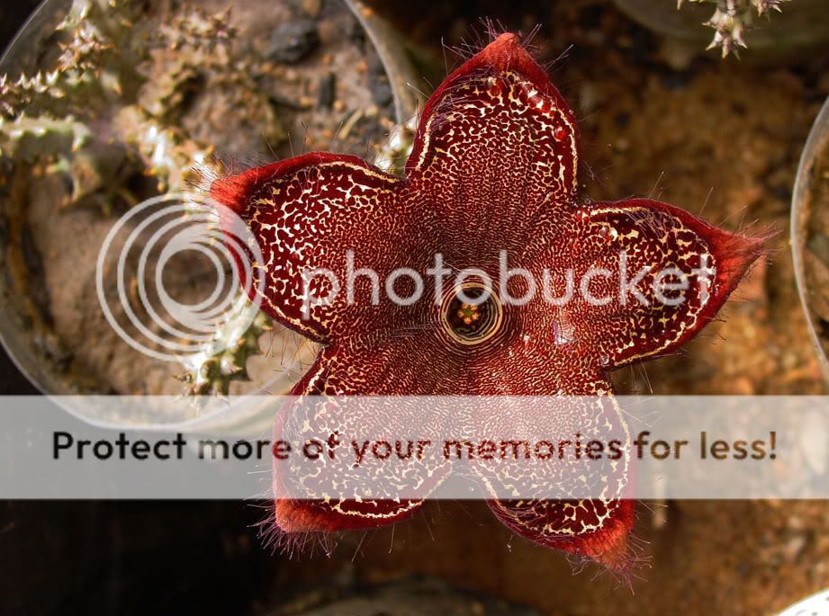 Edithcolea Grandis, Persian Carpet Flower Photo by WillemvdMerwe Photobucket
